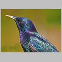 2019 1st Derrick Stow - starling